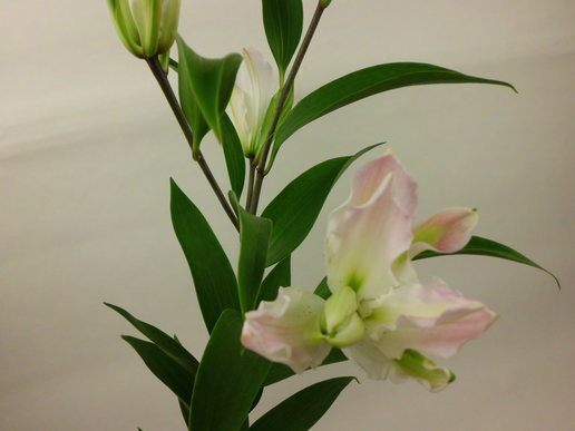 オリエンタルリリー FLORE21葛西店ブログ